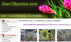 siamtillandsia.com